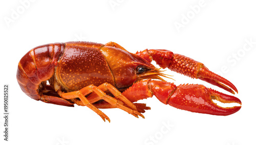 Obraz na plátně Isolated red cooked crawfish, a delicious freshwater crustacean delicacy ready f