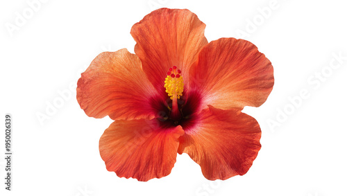 Isolated vibrant orange-red tropical hibiscus flower with delicate petals and yellow stamen