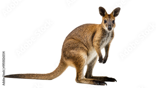 Isolated Australian wallaby marsupial standing full length and looking directly at camera