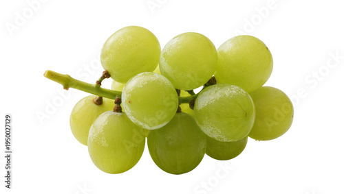 Isolated fresh green grapes bunch on stem, ripe, sweet, healthy, delicious fruit snack.