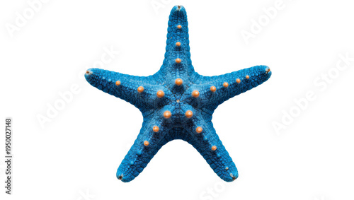 Photos Isolated blue starfish with orange bumps, a vibrant marine animal of the ocean