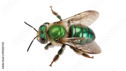 Fotografía Isolated close up of a beautiful iridescent metallic green sweat bee insect on c