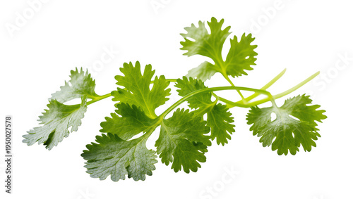 Isolated fresh green cilantro leaves, a vibrant fragrant herb for cooking and culinary garnish