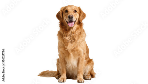 Isolated beautiful friendly Golden Retriever dog sitting alert and smiling looking straight