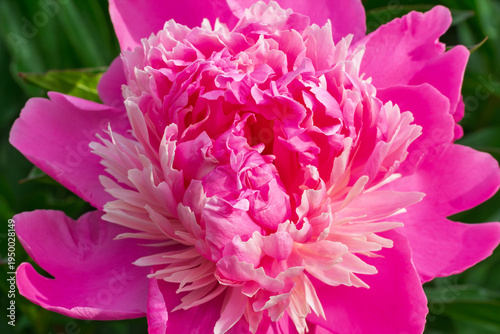 Close view of the pink peony bud.