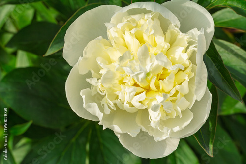 Close view of the white peony bud.