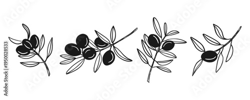 A set of four olive branches with black ripe olives and leaves, isolated on a white background. A minimalist line art in sketch style for food-related topics