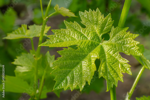 Grape leaves on a bush in the garden.
