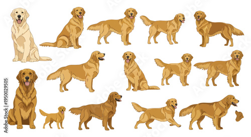 Golden Retriever Dog Collection: Various Poses and Actions
