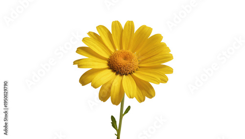 Tableau sur toile Isolated vibrant yellow garden flower with symmetrical petals and detailed orange disk