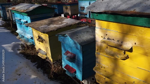 Honey bees flying around hive entrance in mountain apiary near Slavsko Lviv region Ukraine during sunny day beekeeping footage showing active bee colony and natural pollination.
