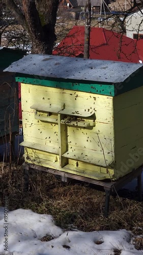 Honey bees flying around hive entrance in mountain apiary near Slavsko Lviv region Ukraine during sunny day beekeeping footage showing active bee colony and natural pollination.
