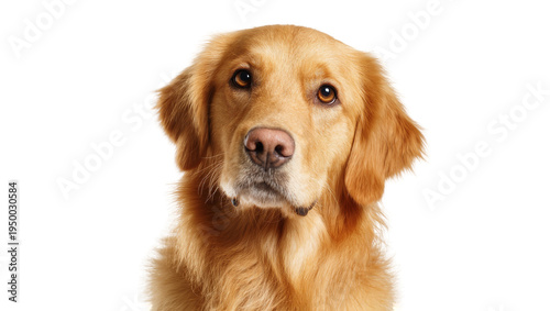Принти на полотні Isolated golden retriever dog headshot, friendly and attentive gaze, looking dir