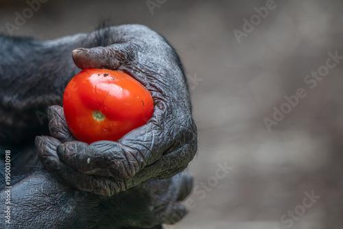 Bonobo hand holding ripe red tomato emphasizing texture and healthy nutrition with copy space