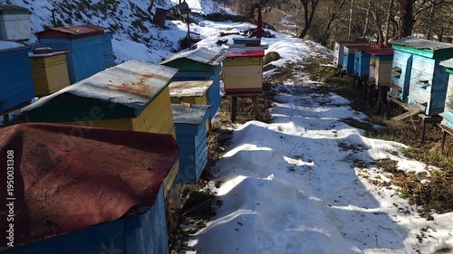Honey bees flying around hive entrance in mountain apiary near Slavsko Lviv region Ukraine during sunny day beekeeping footage showing active bee colony and natural pollination.