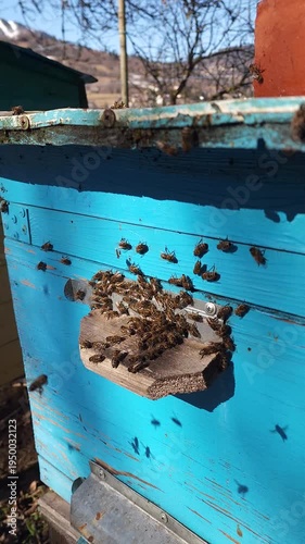 Honey bees flying around hive entrance in mountain apiary near Slavsko Lviv region Ukraine during sunny day beekeeping footage showing active bee colony and natural pollination.