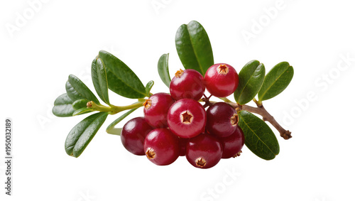 Foto Isolated fresh cranberries on a small green leafy branch, ripe red berries close-up for healthy food