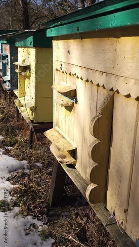 Honey bees flying around hive entrance in mountain apiary near Slavsko Lviv region Ukraine during sunny day beekeeping footage showing active bee colony and natural pollination.