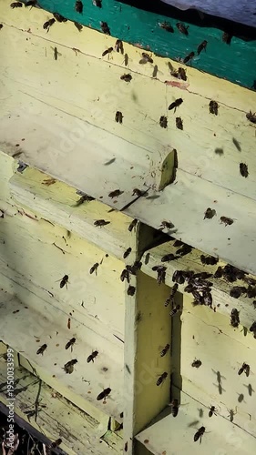 Honey bees flying around hive entrance in mountain apiary near Slavsko Lviv region Ukraine during sunny day beekeeping footage showing active bee colony and natural pollination.