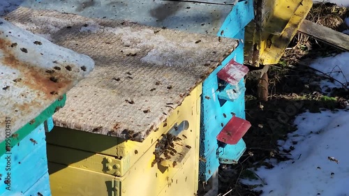 Honey bees flying around hive entrance in mountain apiary near Slavsko Lviv region Ukraine during sunny day beekeeping footage showing active bee colony and natural pollination.