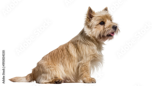 Isolated sweet fluffy light brown Cairn Terrier dog sitting calmly in profile with tongue out