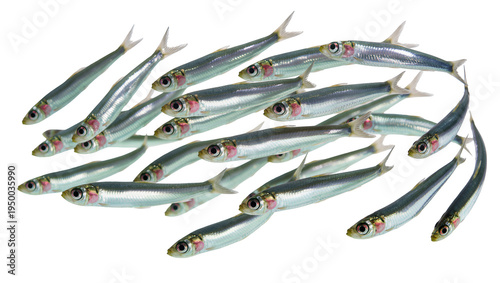 Obraz na płótnie Isolated school of small silver fish swimming together in a dynamic formation, m