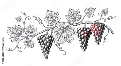 Vintage Grapevine Illustration: Grapes and Leaves, Decorative Element