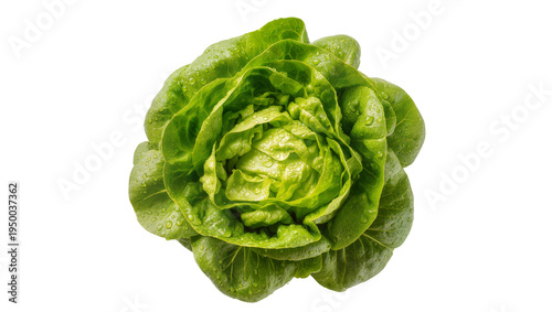Isolated fresh vibrant green butter lettuce head with water droplets, healthy and raw vegetable