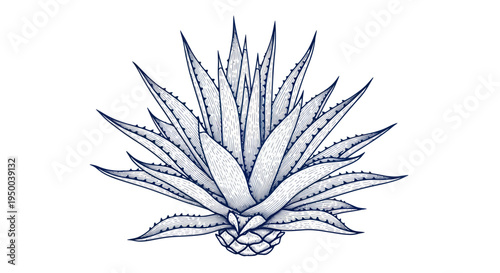 Agave Plant Sketch Drawing - Mexican Blue Plant, Tequila Ingredient