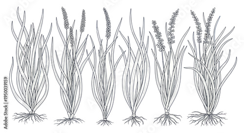 Botanical Illustration of Grasses with Roots, Hand-Drawn Sketch Style
