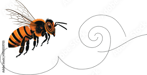 Honey bee illustration with dotted flight path, detailed pollinator insect vector isolated on white background, nature ecology and beekeeping concept