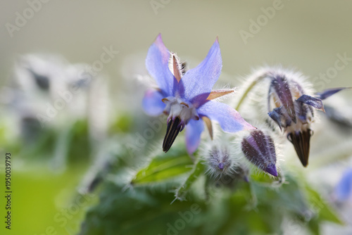 Photos Borage flower in bloom, close-up of borage flowers and buds in sunlight, fine ha