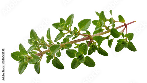 Obraz na plátně Isolated fresh green marjoram herb sprig, fragrant and aromatic culinary ingredi