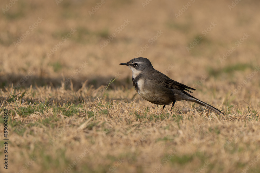 Obraz premium Cape wagtail portrait hunting insects in a South African urban garden, frequent visitor of city parks, side view profile 