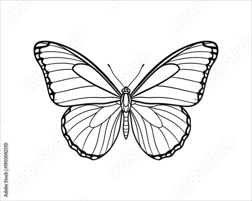 Butterfly line drawing