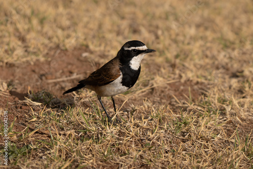 Capped wheatear portrait hunting insects in a South African urban garden, side view profile