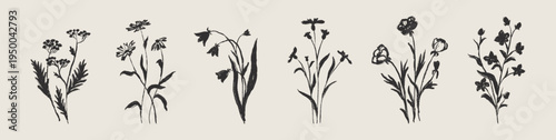 Set of hand drawn summer field flowers silhouettes, botanical ink flowers collection, vintage meadow plants illustration in charcoal sketch style
