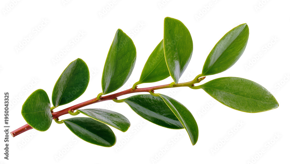 Obraz premium Isolated glossy green leaves on a reddish stem, a fresh natural botanical element.