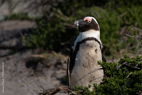 Profile of a penguin close to his nest. The African penguin, also known as Cape or South African penguin, is confined to southern African water