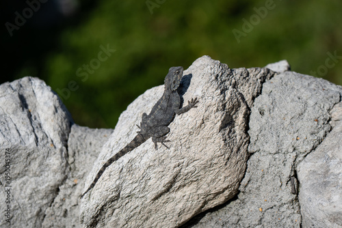 Foto Southern rock agama adult female sunbathing on a rock in Stony Point, South Afri
