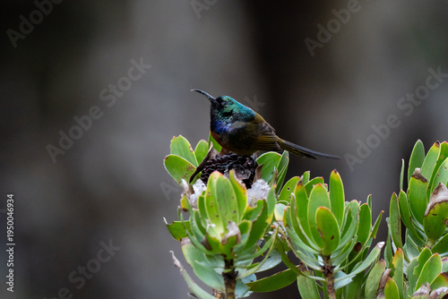 Orange-breasted sunbird portrait posing on a perch through Table Mountain fynbos of Cape Town. Beautiful orange and violet colors and plumage metallic shades 
