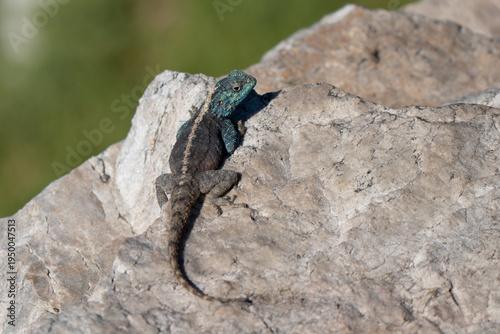 Southern rock agama adult male sunbathing on a rock in Stony Point, South Africa close to Cape Town. Typical beautiful blue color of the head and dark body scales during breeding season