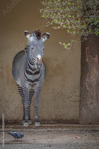 Grevys zebra standing by wall in enclosure showing fine stripes and unique patterns