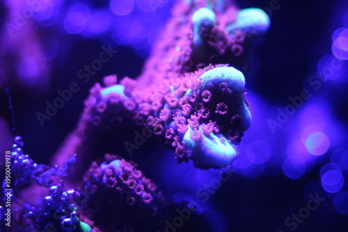 Photos Montipora digitata, Macro of vibrant fluorescent marine coral specimen with glow