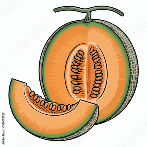 Freshly cut organic cantaloupe illustration featuring a ripe juicy yellow melon slice with seeds isolated on a white background for a healthy raw food diet
