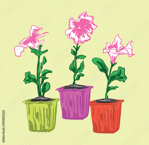 Pink Petunia Plant Potted – Vibrant Garden Flowers