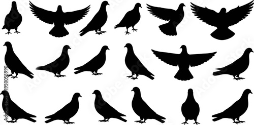 Pigeon bird silhouette set flying and standing dove collection black vector illustration isolated bird icons wildlife animal design