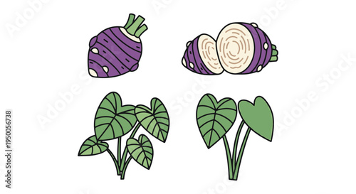 Taro Line art vector set clean abstract color