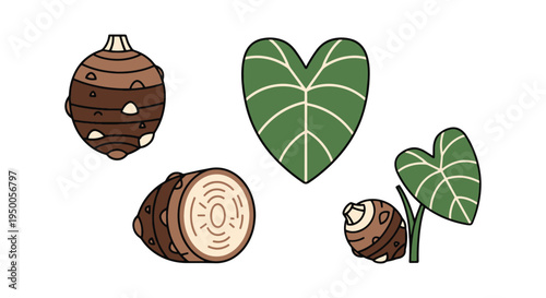 Taro Line art vector set modern fluid color