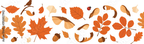 Collection of various orange and brown autumn leaves on white background